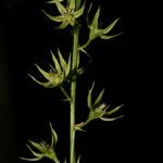 Stenanthium gramineum Flower