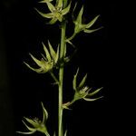 Stenanthium gramineum ফুল