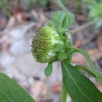 Carpesium cernuum 花