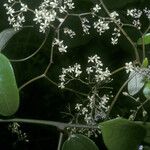 Sparattanthelium wonotoboense Flor