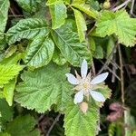 Rubus ursinus Fleur