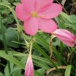 Hesperantha coccineaBlüte