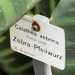 Goeppertia zebrina その他の提案