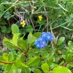 Myosotis alpestrisFlower