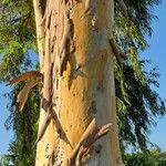 Eucalyptus camaldulensis Kůra