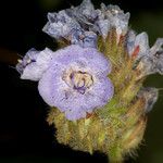 Phacelia distans Flower