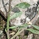 Alyssum cuneifolium Feuille