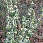 Marrubium vulgare Habit