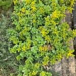 Sedum formosanum Hábito