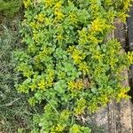 Sedum formosanum Συνήθη χαρακτηριστικά