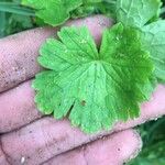 Geranium rotundifolium List