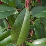 Photinia fraseri برگ