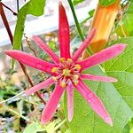 Passiflora sanguinolenta Flor
