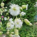 Silene stellata Owoc