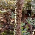 Nandina domestica Bark