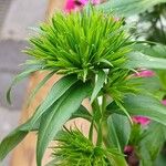 Dianthus barbatus Folla