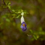 Thunbergia erecta Çiçek