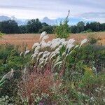 Miscanthus sacchariflorus Kwiat