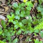 Rubus hispidus Yaprak