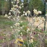 Pseudognaphalium californicum Flors