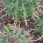 Ferocactus herrerae Habitatea