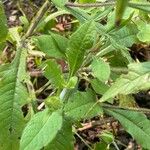 Knautia macedonica Leaf