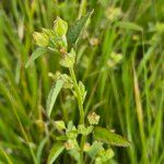 Sida spinosa Φρούτο