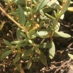 Helianthemum squamatum Hoja