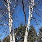 Betula populifolia Casca