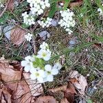 Arabis alpinaŽiedas