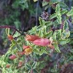 Hypericum balearicum Fruto