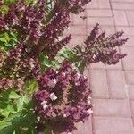 Ocimum kilimandscharicum Kwiat