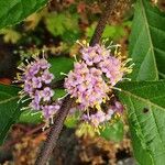 Callicarpa americana Flower