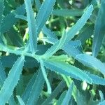 Euphorbia serrata 葉