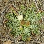 Cirsium foliosum عادت داشتن