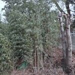 Bambusa vulgaris Hábito