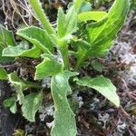 Doronicum clusii Leaf