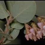 Arctostaphylos viscida 花