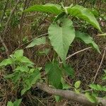 Ipomoea carnea برگ