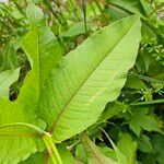 Koenigia polystachya পাতা