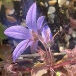 Campanula garganica Blomma