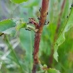 Rumex aquaticus Bark