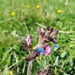 Pedicularis gyroflexa Flor