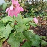 Alcea roseaFlower