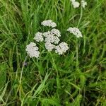 Achillea nobilisFlor