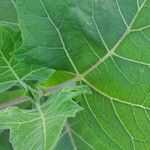 Solanum stramoniifolium Lehti