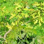 Quercus dentata Habit