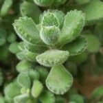 Cotyledon tomentosa Hoja