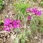 Lunaria annua Flower