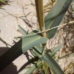 Penstemon parryi Leaf